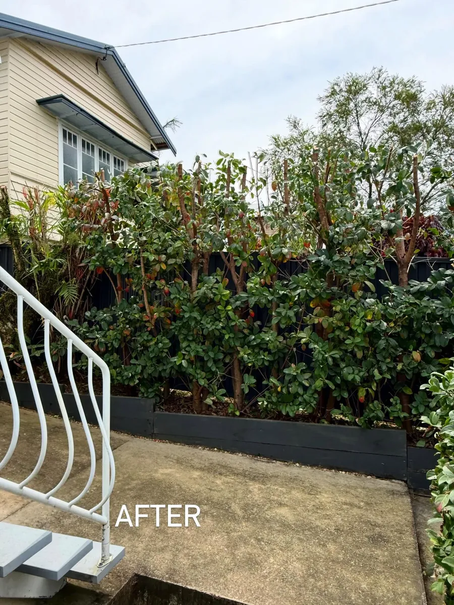 Neatly shaped low hedge after trimming