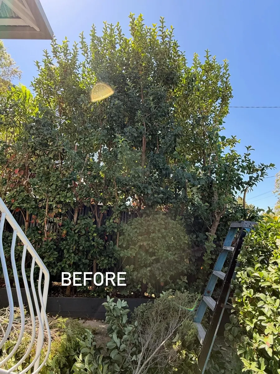 Tall overgrown hedge before trimming