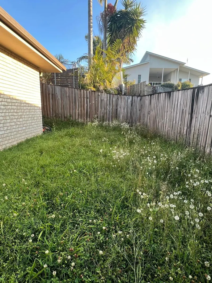 Overgrown weedy backyard lawn before mowing