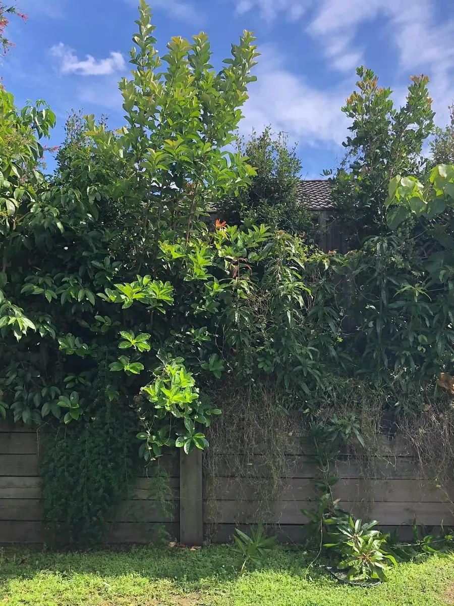 Overgrown garden retaining wall before