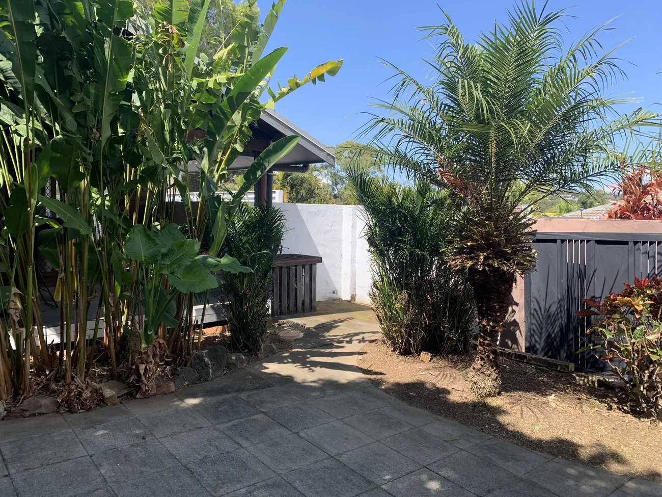 Tropical garden path with palms and banana plants